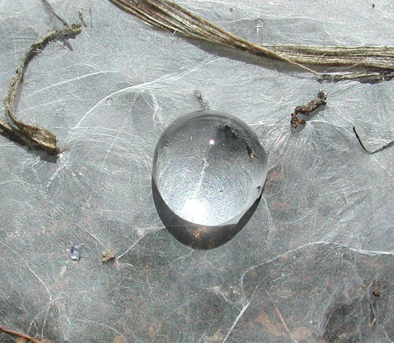 Water droplets will not penetrate this white silk; the insect weavers, known as webspinners, remain safe under their raincoat even when threatened by tropical downpours.