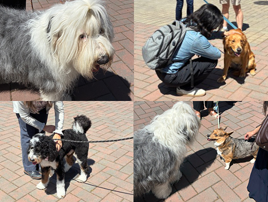 Collage of CAS dogs on campus providing joy and stress relief.