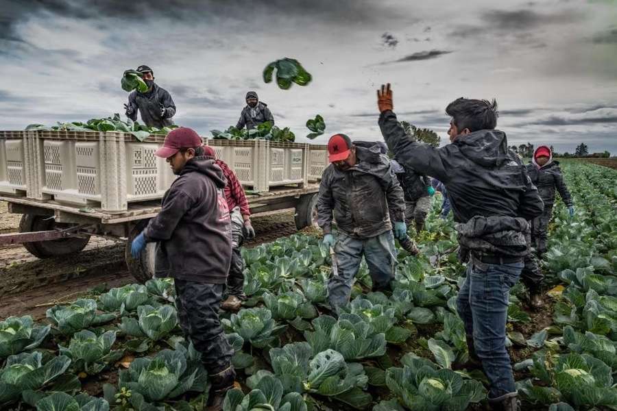 Flying Cabbages. Used with permission of John Farnsworth.