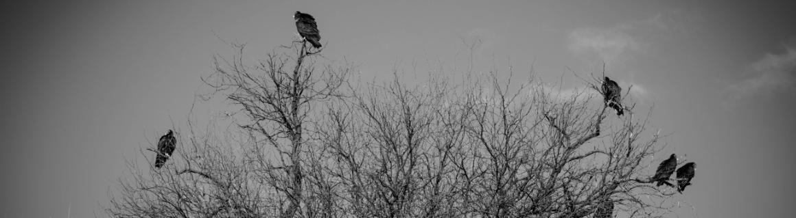 Image of birds in a tree from the Kino Faculty Staff Immersion
