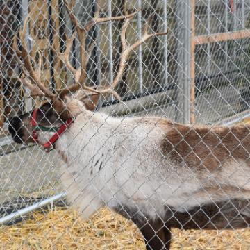 L'Arche Reindeer