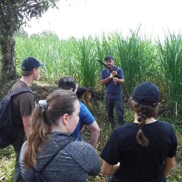 Fields in Costa Rica