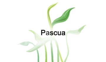 Pascua