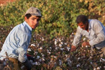 Two people working in a cotton field.