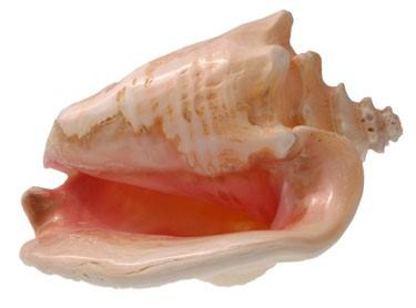 Close-up of a conch shell with an orange interior.