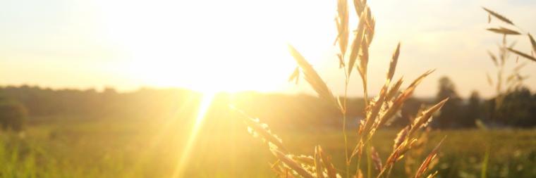 Sunlit grassy field with lens flare.