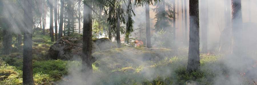 Foggy forest path with light filtering through the trees.