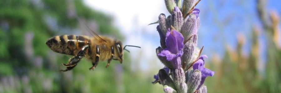 A bee approaching a purple flower in a garden.