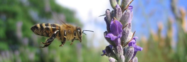 A bee approaching a purple flower in a garden.