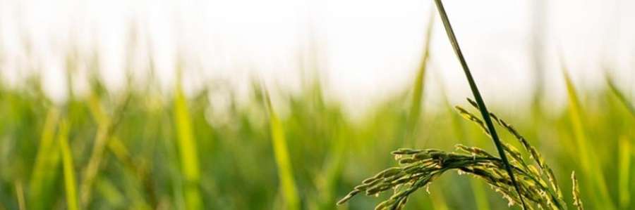Close-up of green grass with a blurred background.
