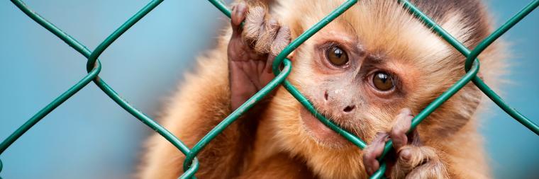 A monkey peering through a chain-link fence.