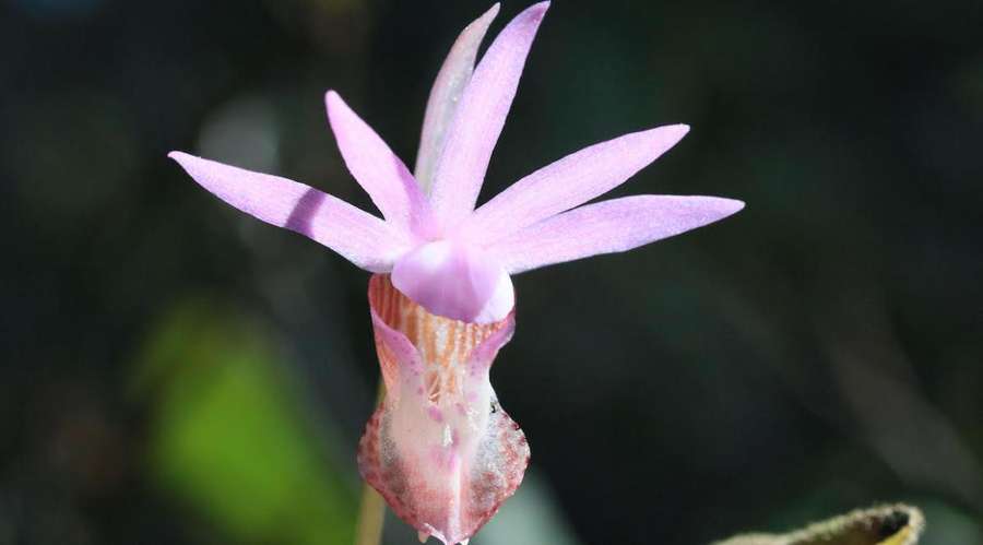 Fairy Slipper