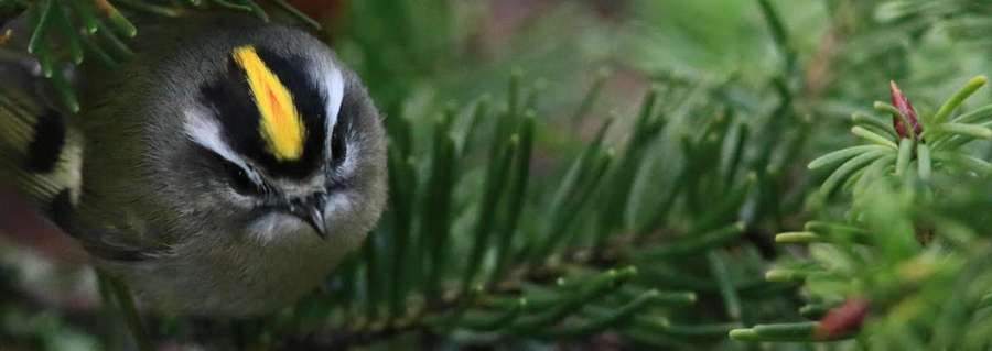 Photo of golden crowned kinglet